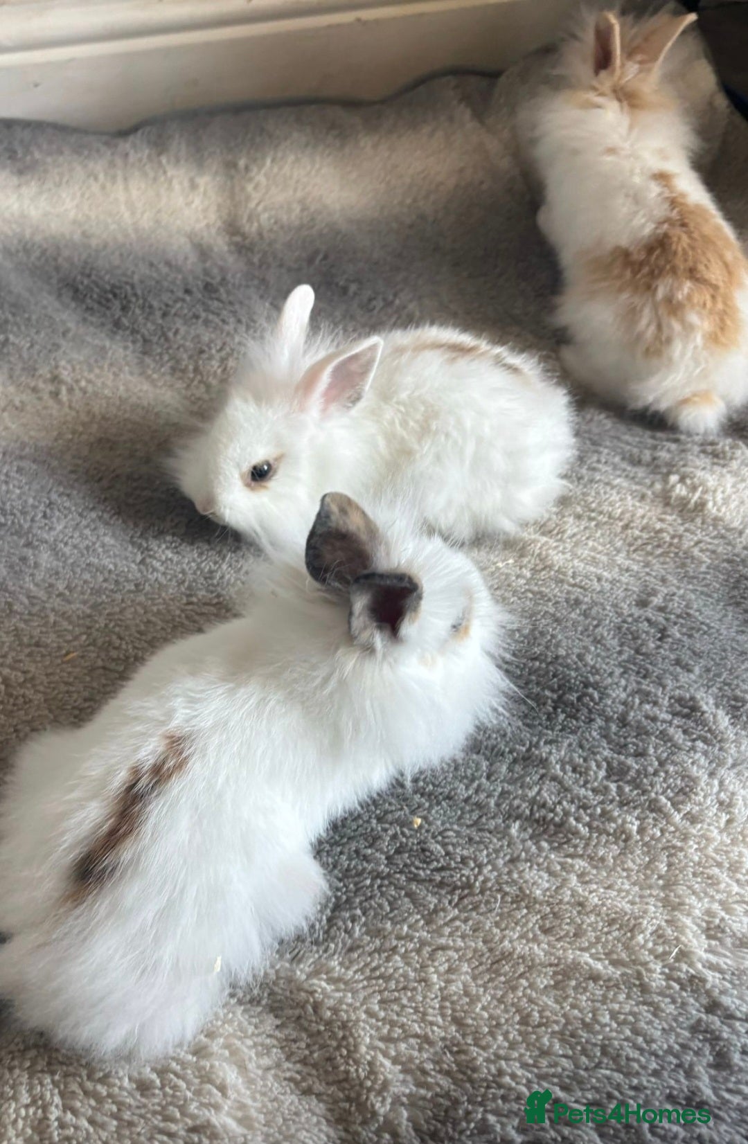 Lionhead rabbits for sale: Baby bunnies - Image 2