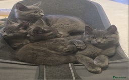 Maine Coon cats for sale: Stunning mainecoon/bsh kittens - Image 2