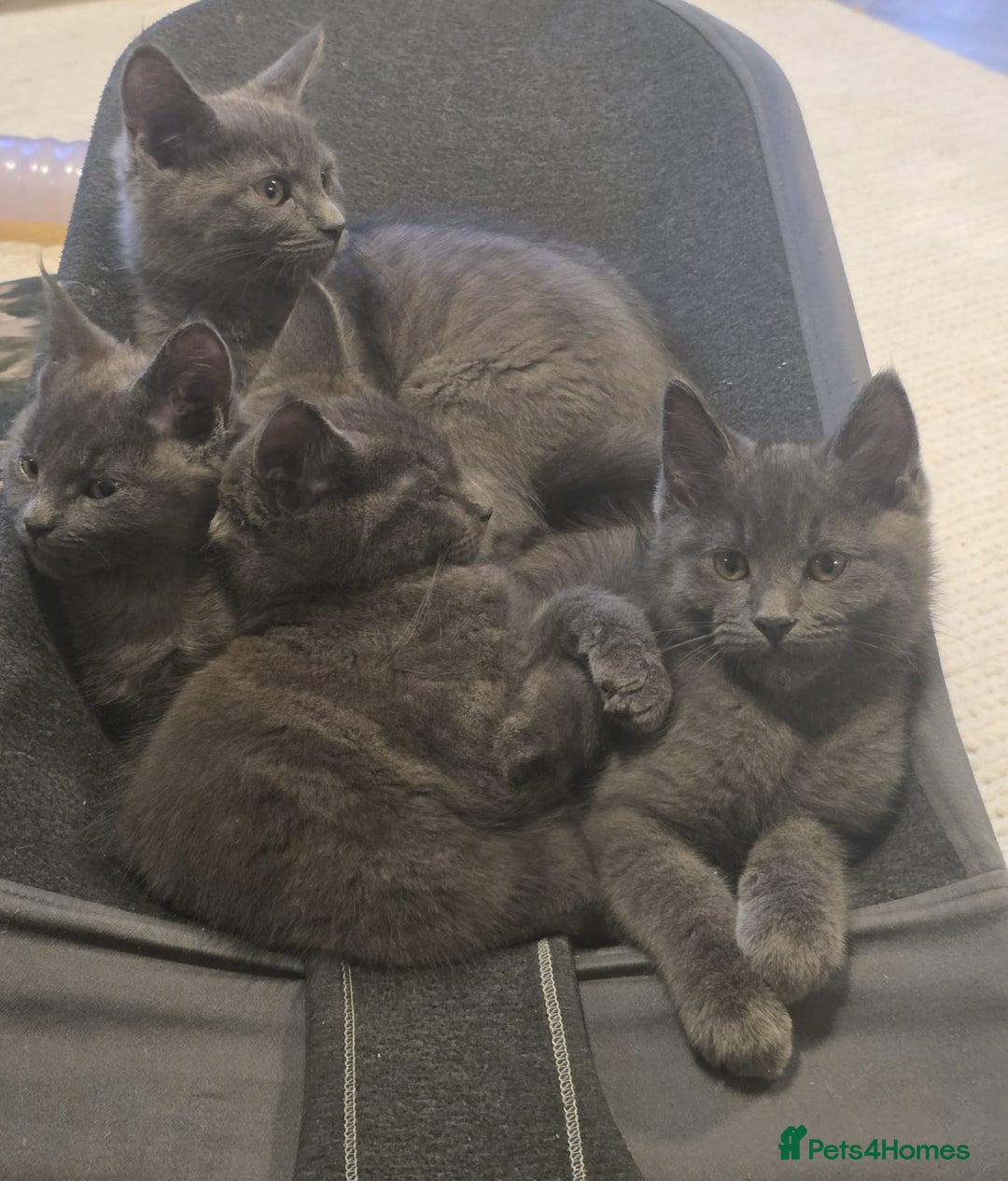 Maine Coon cats for sale: Stunning mainecoon/bsh kittens - Image 2