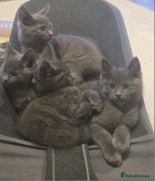 Maine Coon cats - Advert 16