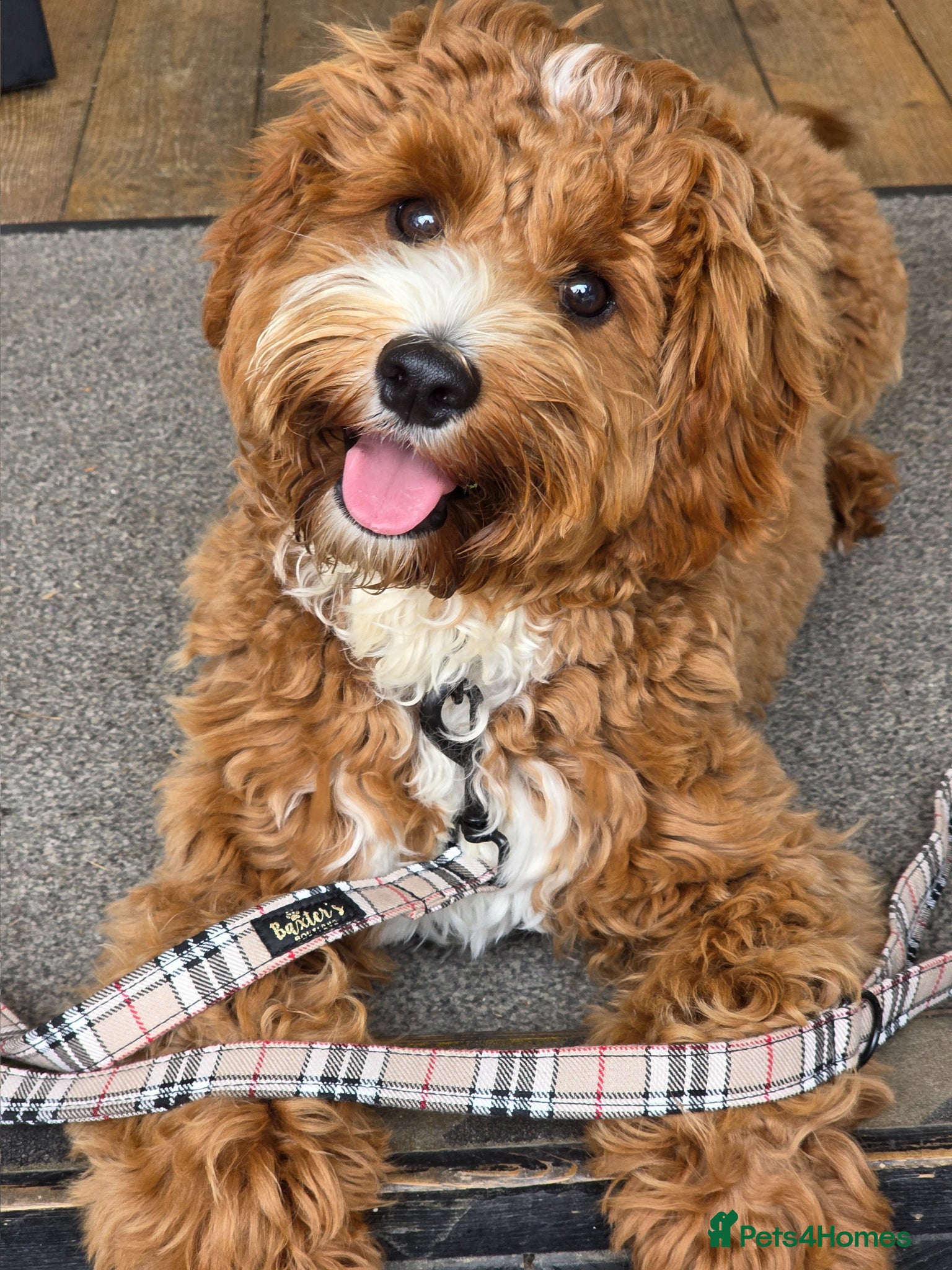 Cavapoo dogs for stud: Cavapoo avaiable for stud - Advert 2