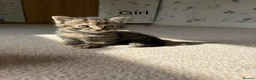 Domestic Shorthair cats for sale: 3 x beautiful kittens ready now  in Nelson - Advert 8