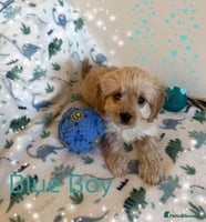 Cavapoo dogs - Advert 4