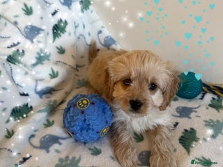 Cavapoo dogs - Advert 15