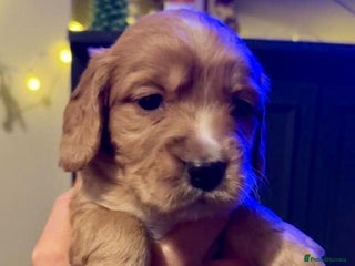 Cocker Spaniel dogs Beautiful KC reg working cocker spaniel puppies - Advert 15