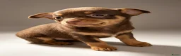 Chihuahua dogs for sale: KC Registered Chihuahua Puppies - Advert 5