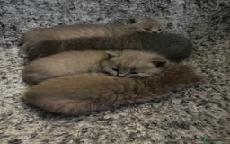 British Shorthair cats for sale: 4 beautiful lilac and blue kittens. - Advert 25