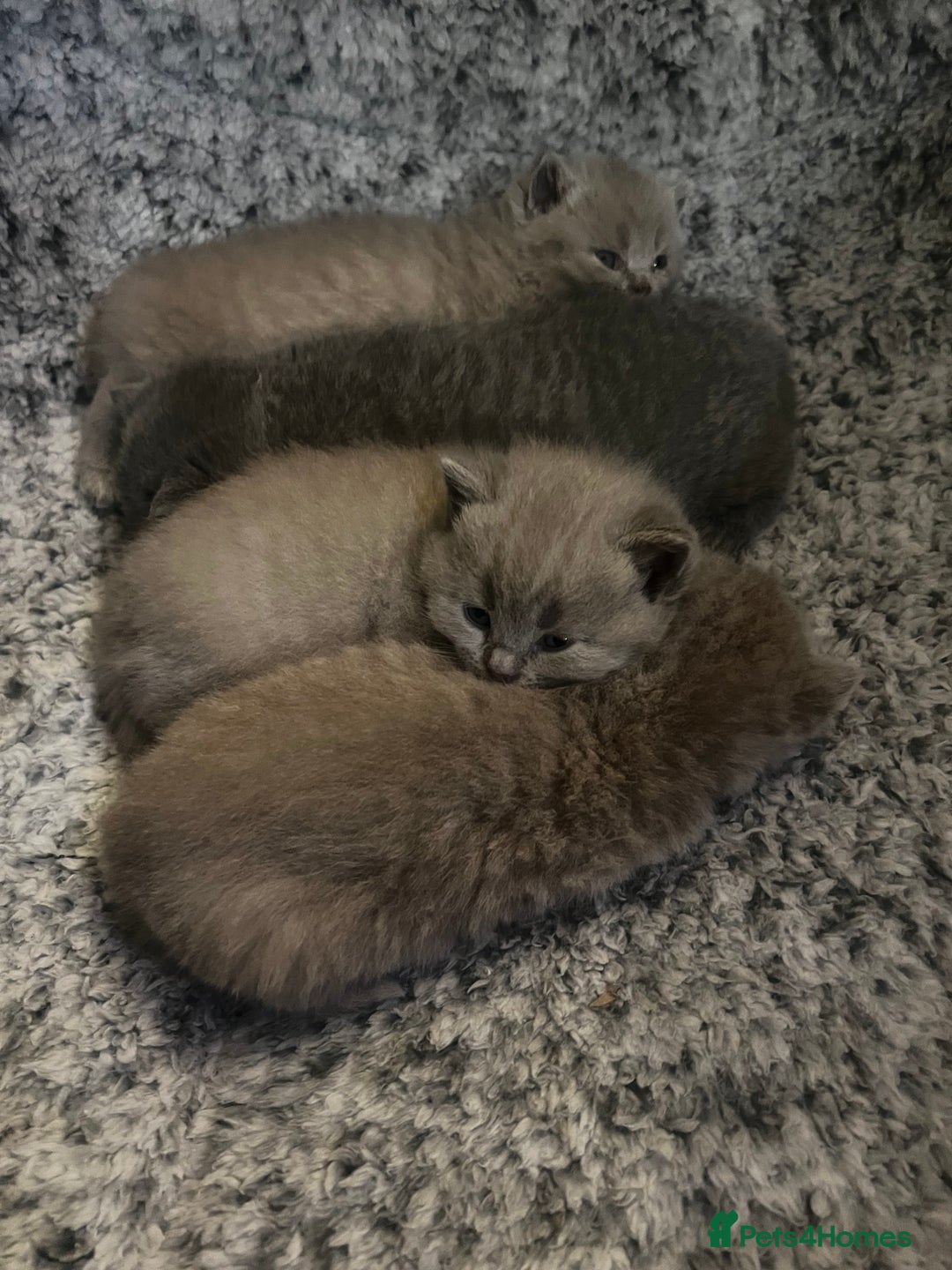 British Shorthair cats for sale: 4 beautiful lilac and blue kittens. - Advert 25