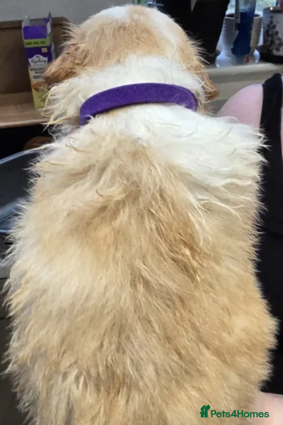 Border Collie dogs for sale: Perfect for Active Homes-Brilliant Border Collies - Advert 17