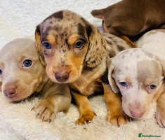 Miniature Dachshund dogs - Advert 15