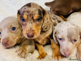 Miniature Dachshund dogs - Advert 5