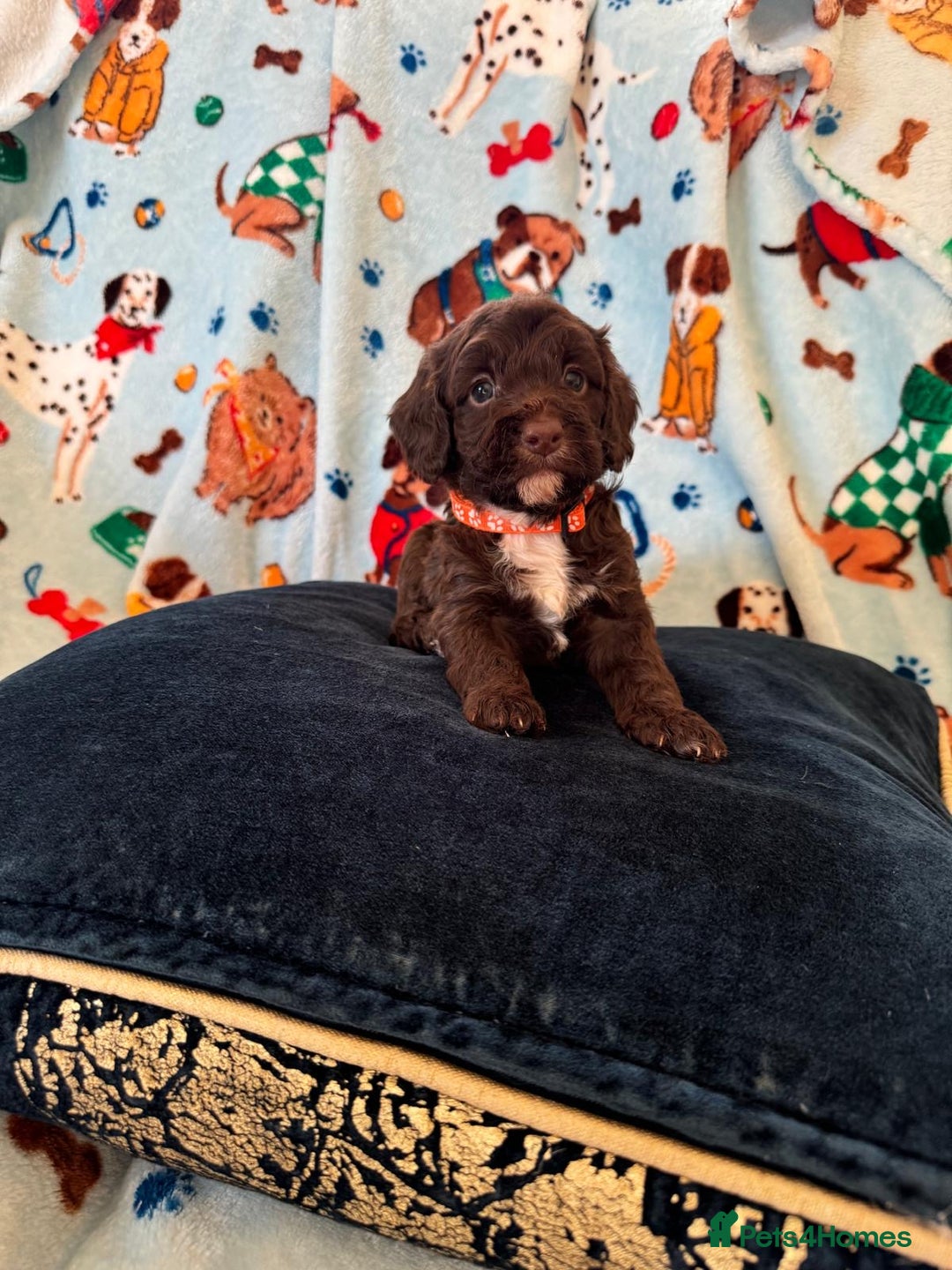 Cockapoo dogs for sale: Exceptional F1 Cockapoo puppies  - Advert 12