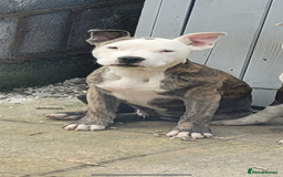 Staffordshire Bull Terrier dogs for sale: Beautiful BlueBrindle & white Staffi - Image 1