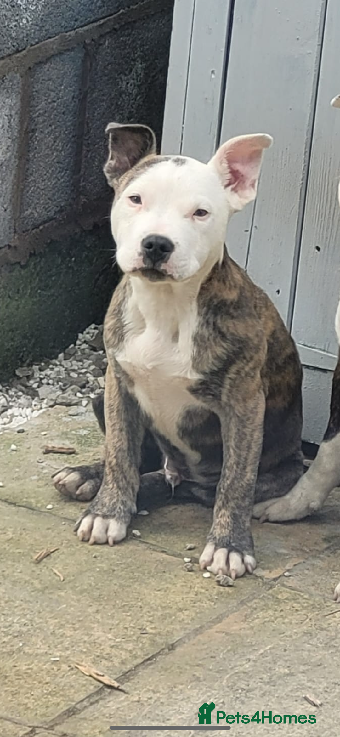 Staffordshire Bull Terrier dogs for sale: Beautiful BlueBrindle & white Staffi - Image 1