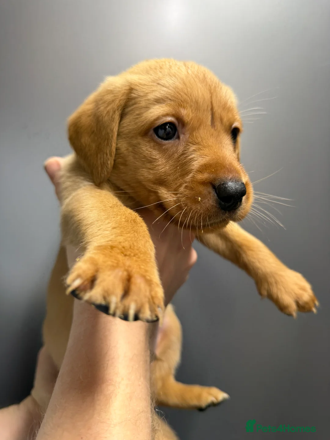 Labrador Retriever dogs for sale: KC Reg Labrador Puppies (mix of Red/blonde) - Advert 16