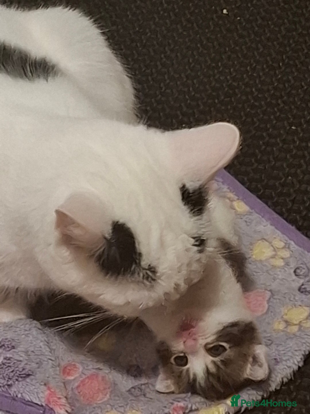 Mixed Breed cats for sale: Single kitten  - Advert 1