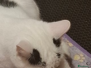 Mixed Breed cats Single kitten - Advert 1