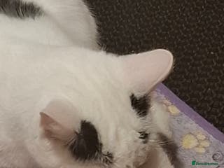 Mixed Breed cats Single kitten - Advert 16