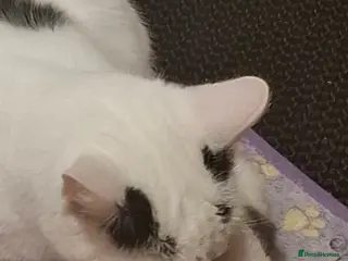 Mixed Breed cats Single kitten - Advert 1