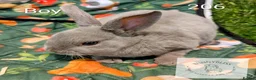 Rex rabbits for sale: Mini Rex Pedigree bunnies for reserve!  - Advert 2