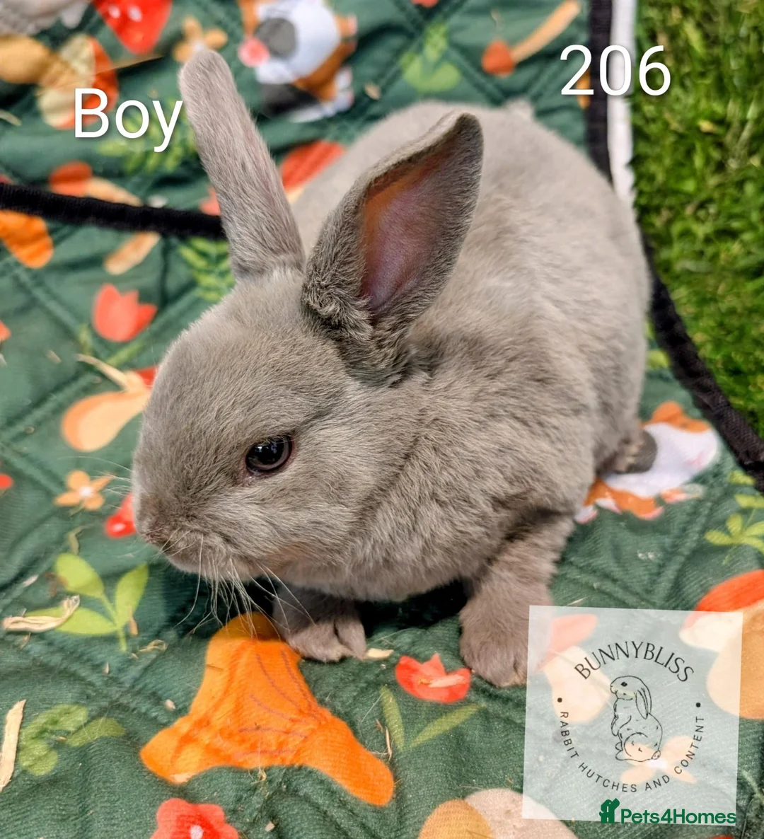 Rex rabbits for sale: Mini Rex Pedigree bunnies for reserve!  - Advert 2
