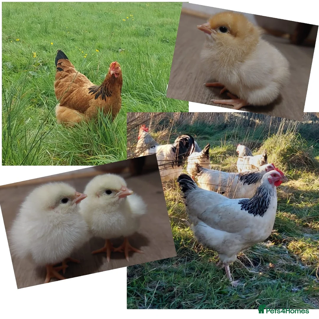 Chickens poultry for sale: Chicks Chickens Cockerels Hatching Eggs pure breed - Advert 2