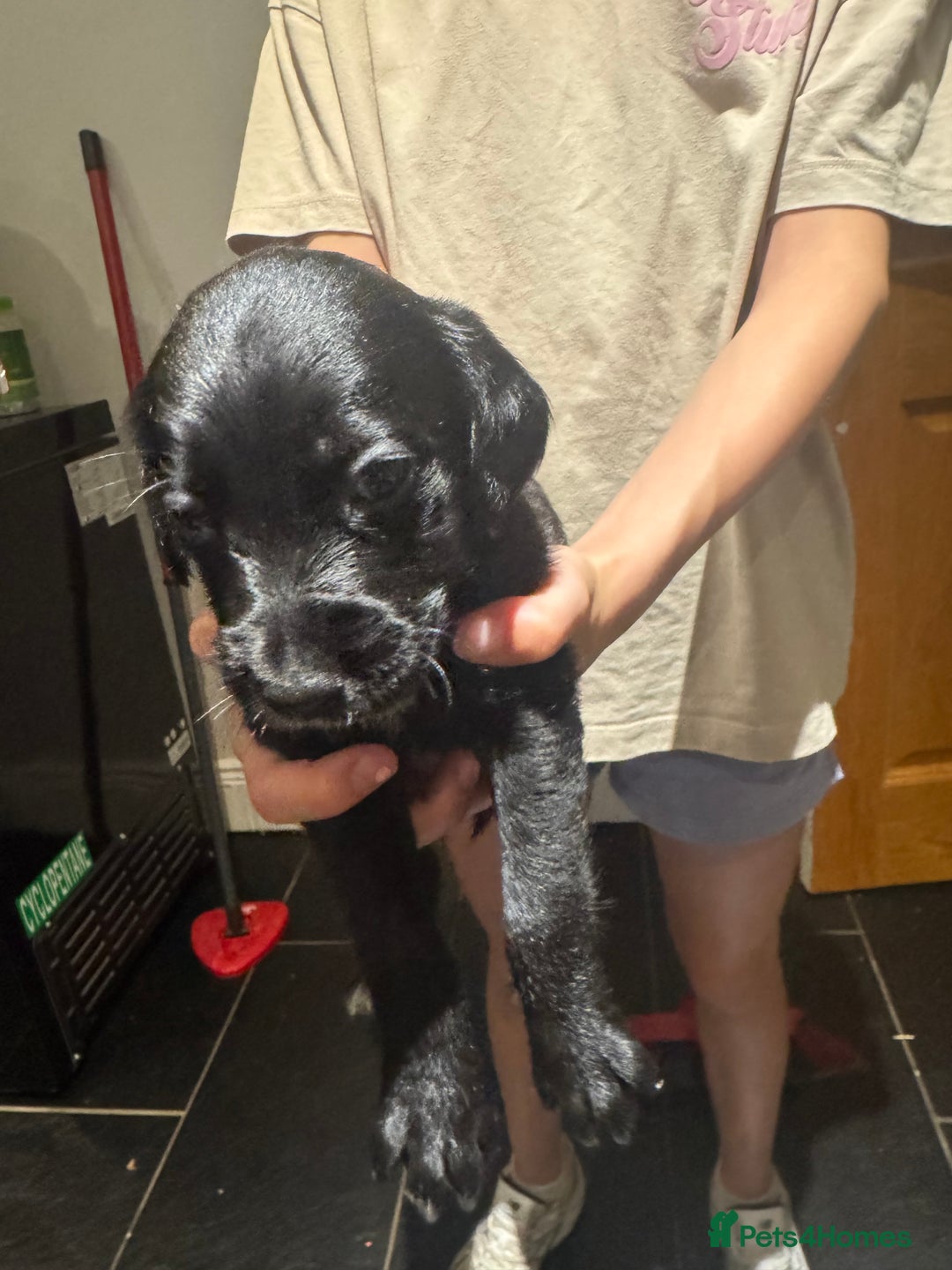 Mixed Breed dogs for sale: Sprollies - Image 18