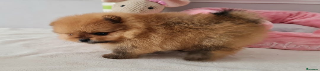 Pomeranian Puppy 2