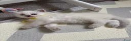 Ragdoll cats for sale: 2 beautiful ragdoll‘s girls for sale  - Advert 9