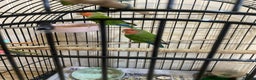Lovebirds birds for sale: African Lovebirds (male & female) - Advert 3