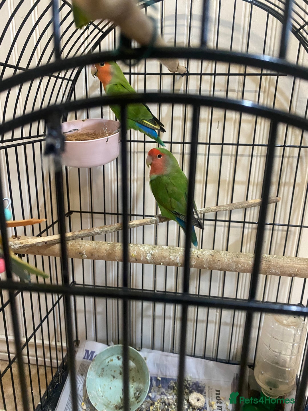 Lovebirds birds for sale: African Lovebirds (male & female) - Advert 3