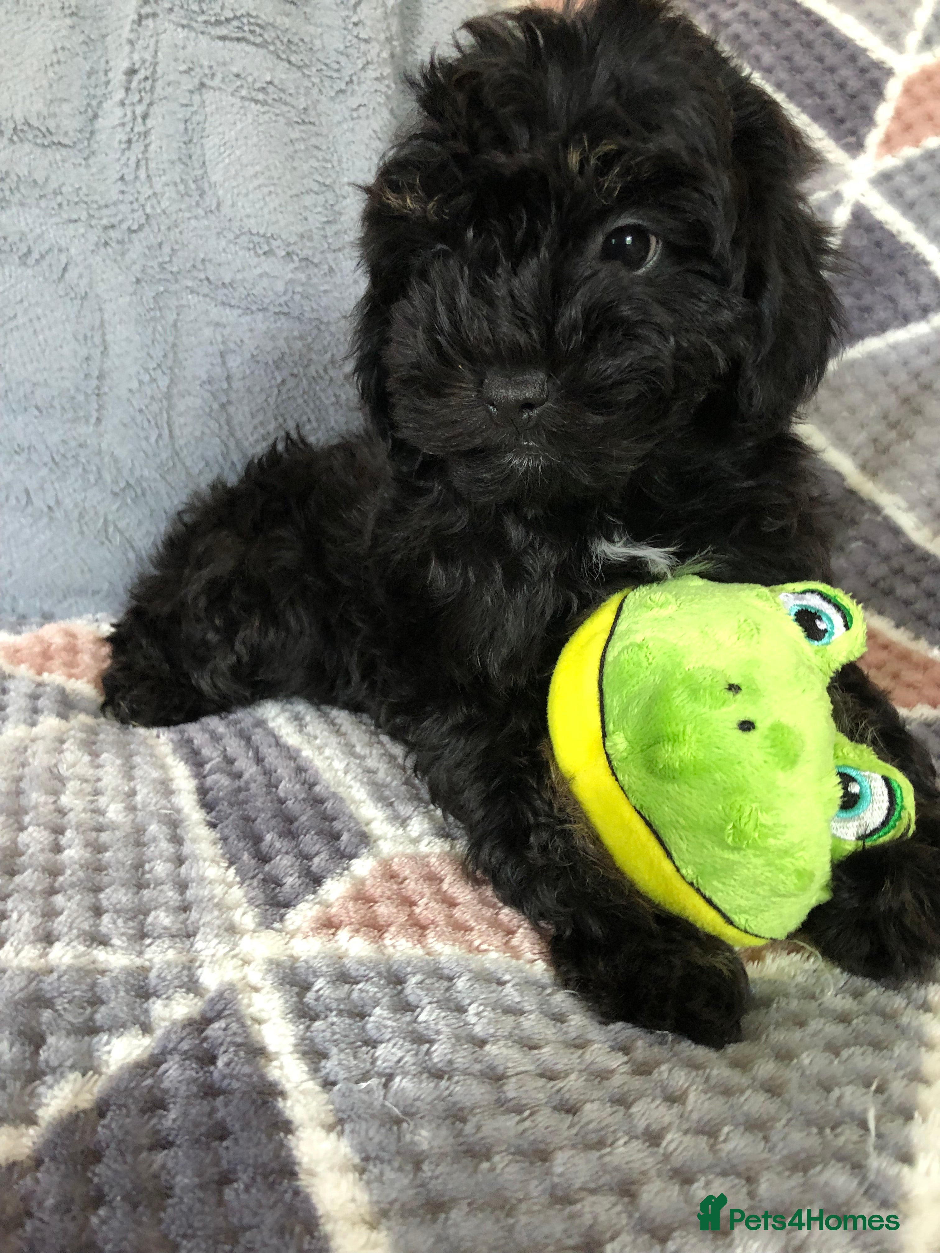 Shihpoo dogs shihpoo puppies for sale - Advert 2