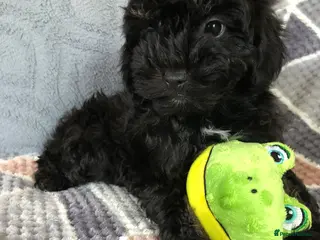 Shihpoo dogs shihpoo puppies for sale - Advert 2