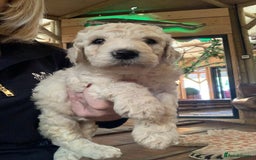 Sheepadoodle dogs for sale: Sheepadoodle Standard Size F1b puppies - Image 7