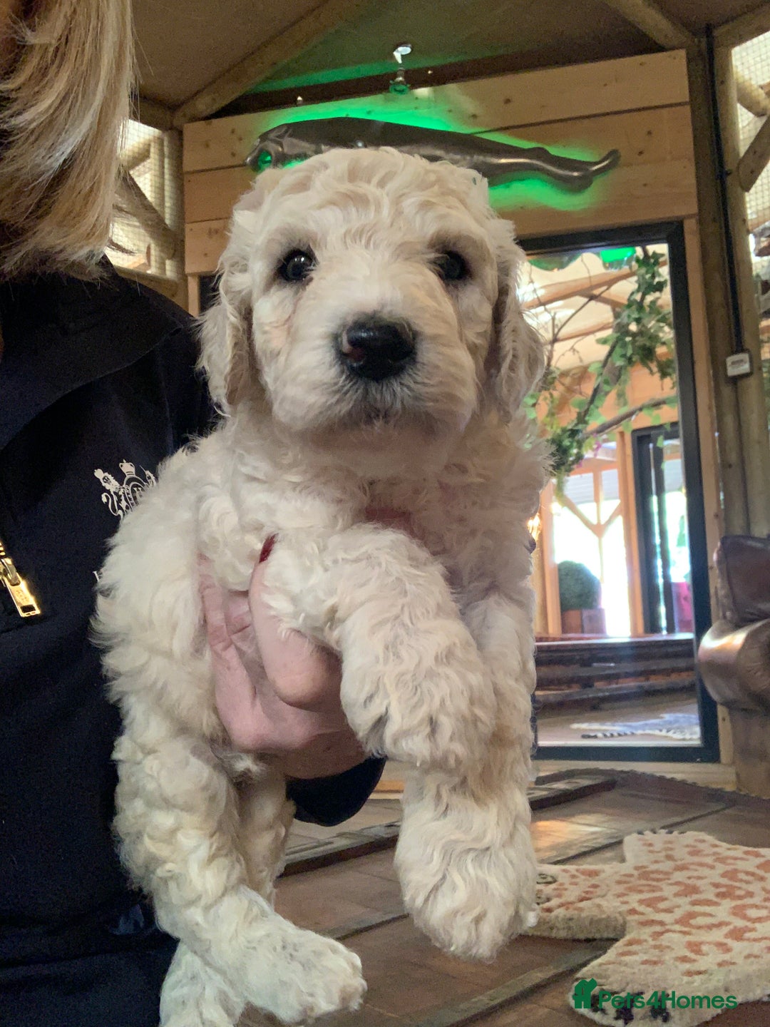 Sheepadoodle dogs for sale: Sheepadoodle Standard Size F1b puppies - Image 7