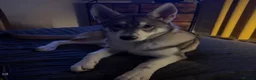 Shepsky dogs for sale: Rehoming a Little Lady - Advert 1