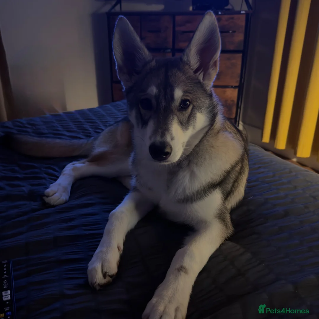 Shepsky dogs for sale: Rehoming a Little Lady - Advert 1