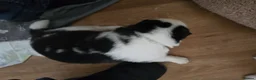 Siberian Husky dogs for sale: Siberian Huskey Pups (1xM and 3xF) in Bathgate - Advert 18