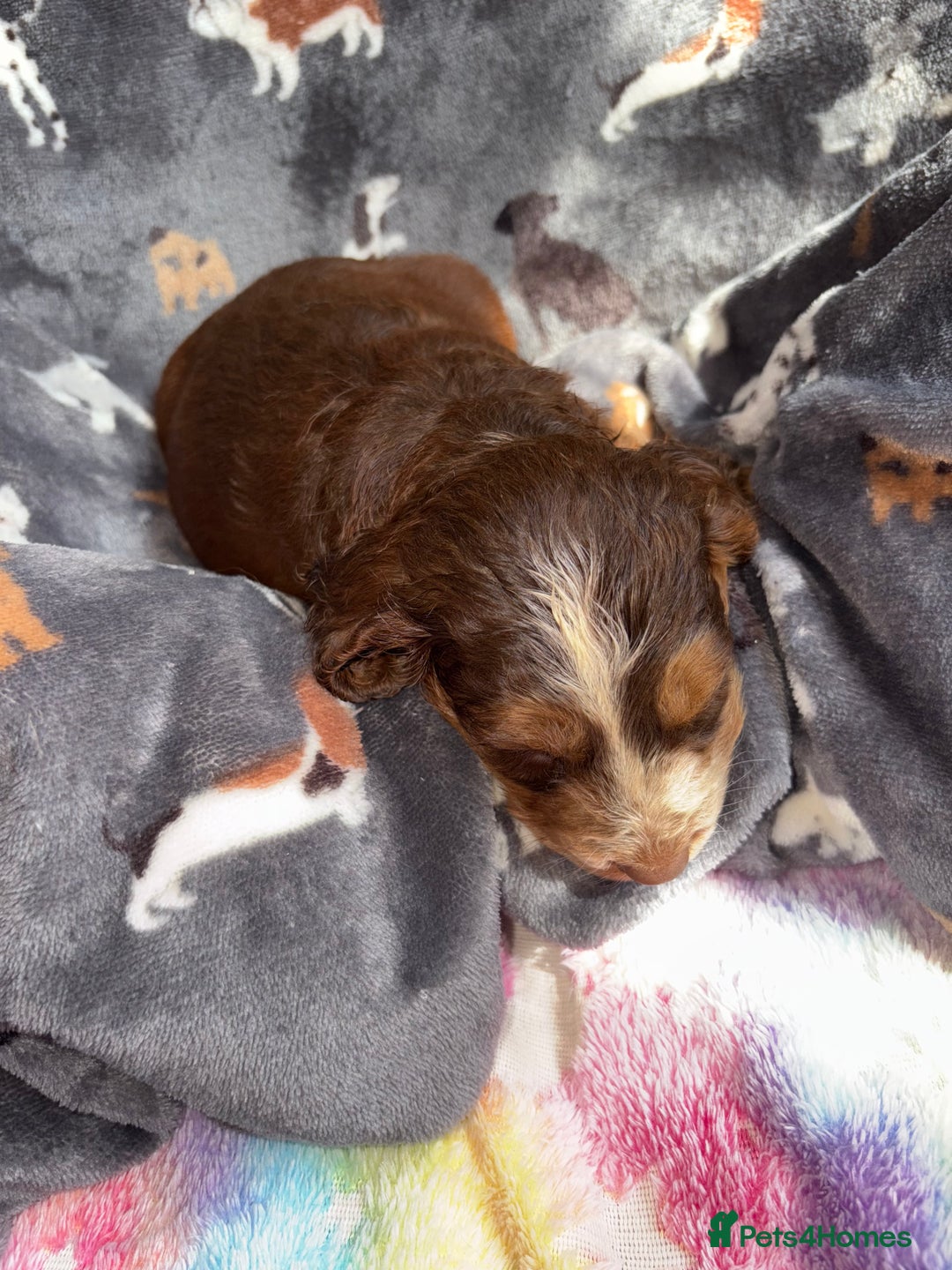 Cockapoo dogs for sale: 8 gorgeous little cockapoo puppies for sale - Image 11