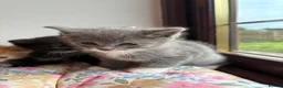 Mixed Breed cats for sale: Ragdoll cross Kittens for sale  in Taunton - Advert 6