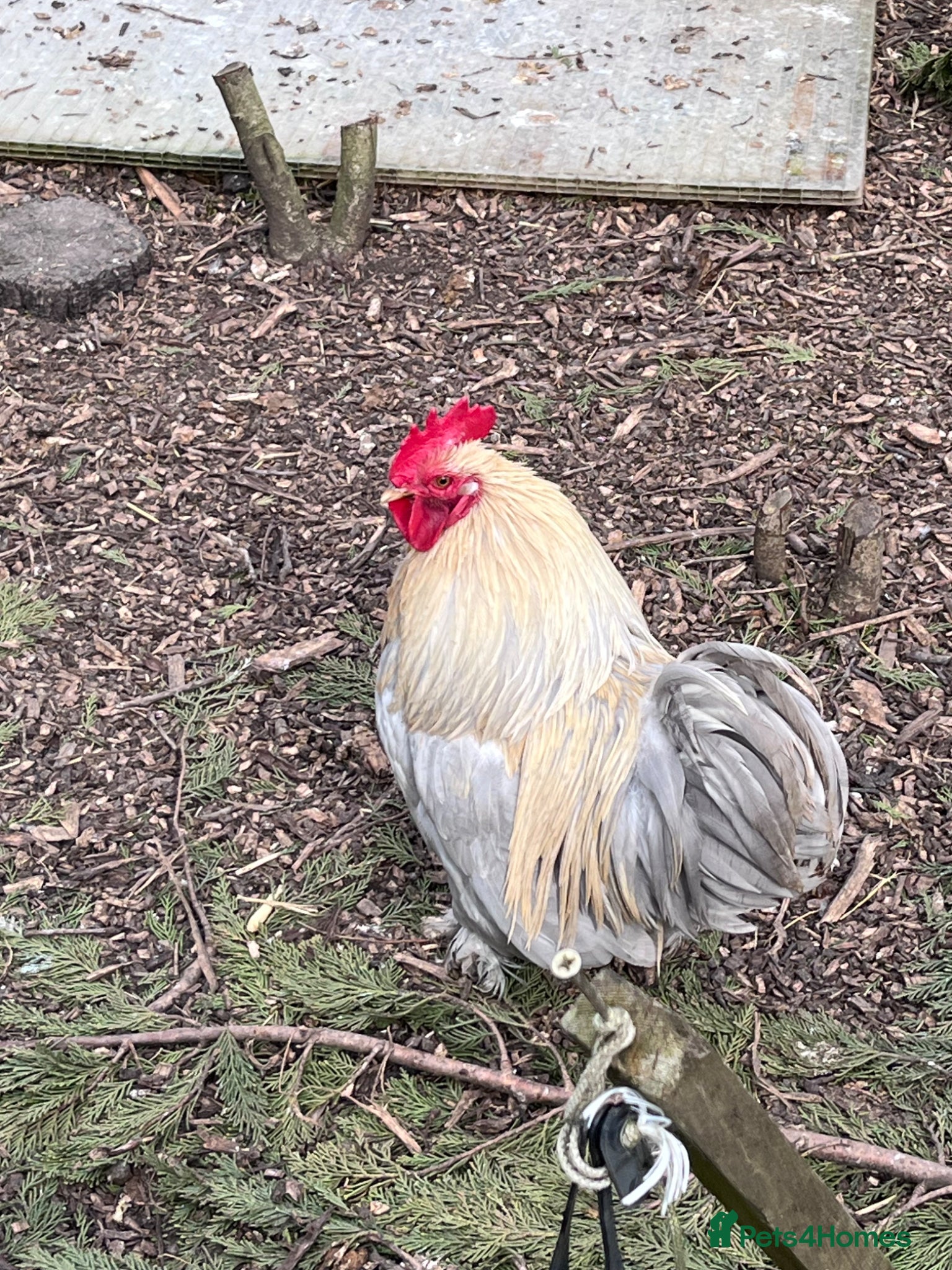 Chickens poultry 4 pekin bantam cockerels ready to go now  - Advert 2