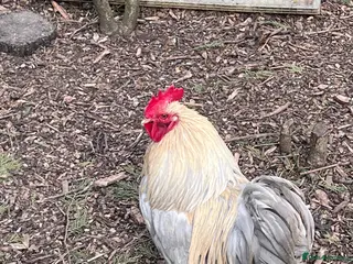 Chickens poultry 4 pekin bantam cockerels ready to go now - Advert 2