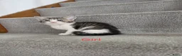 Mixed Breed cats for sale: Beautiful Mix Breed Kittens in Gillingham - Advert 4
