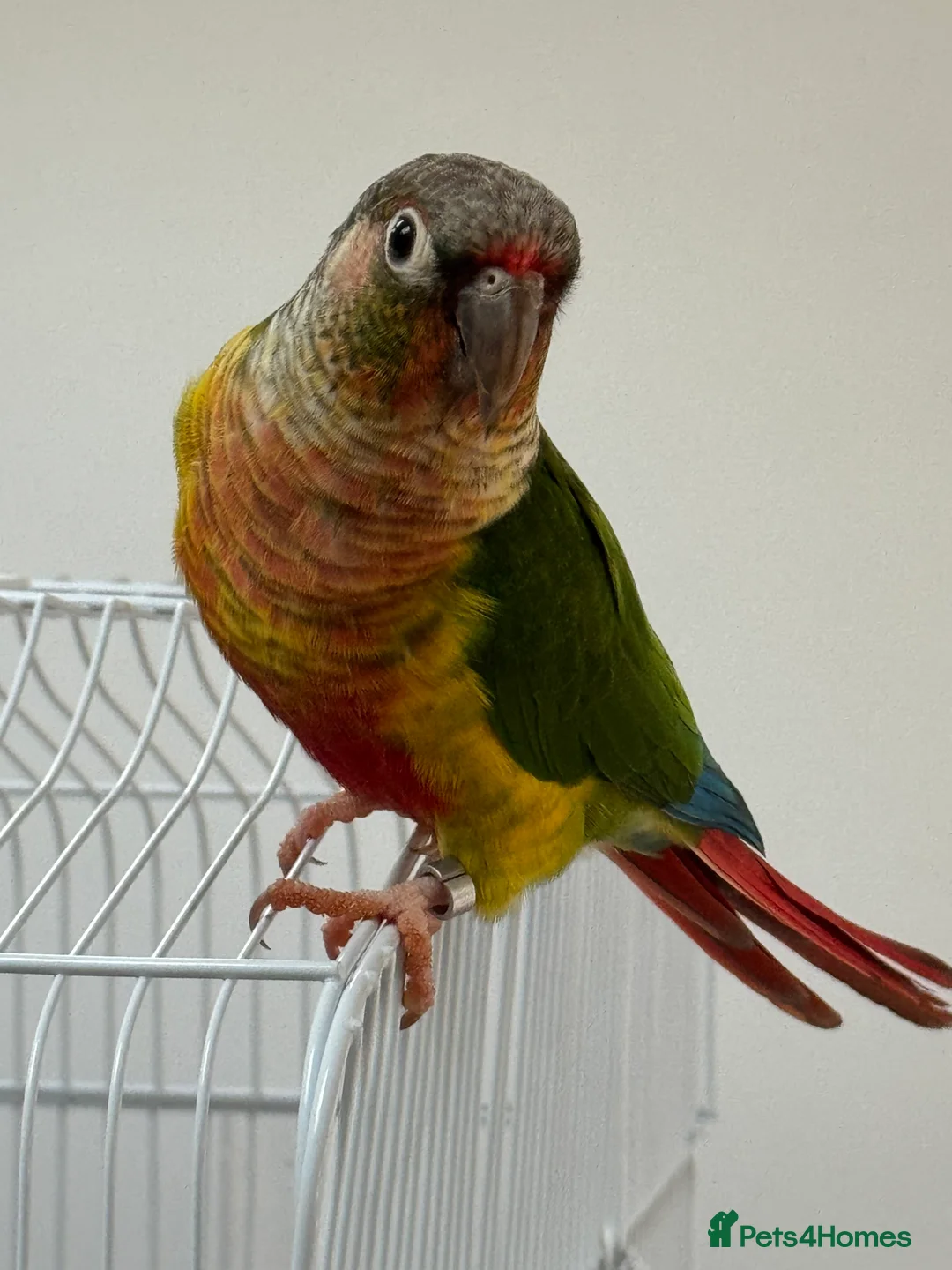 Conures birds for sale: Conure green cheek and pineapple  in Kingston upon Thames - Advert 1