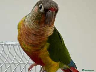 Conures birds Conure green cheek and pineapple in Kingston upon Thames - Advert 3