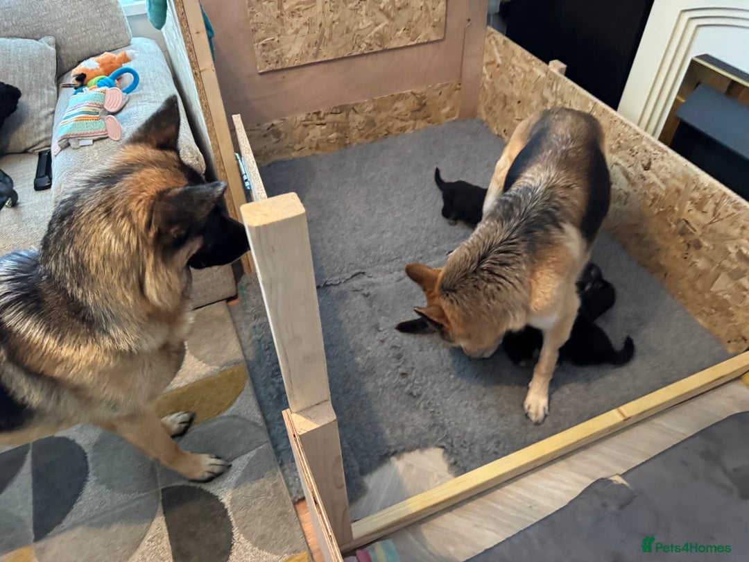 German Shepherd dogs for sale: Beautiful German Shepherd Puppies - Image 20