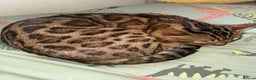 Bengal cats for sale: Beautiful bengal for sale - Advert 2