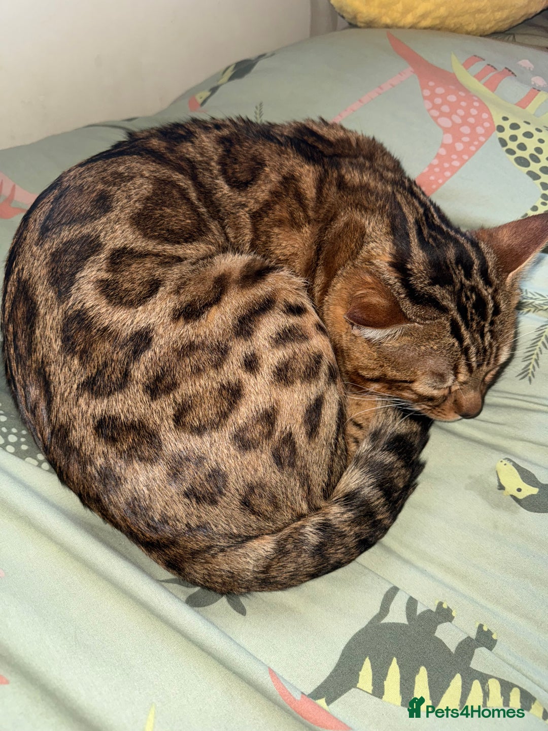 Bengal cats for sale: Beautiful bengal for sale - Advert 2