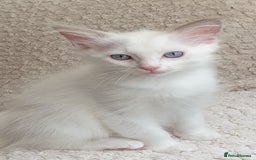 Ragdoll cats for sale:  GCCF KITTENS CHOC & LILAC MITTED AND BI-COLOUR in Darwen - Image 33