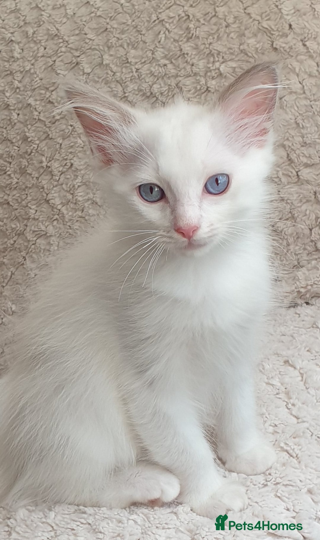 Ragdoll cats for sale:  GCCF KITTENS CHOC & LILAC MITTED AND BI-COLOUR in Darwen - Image 33